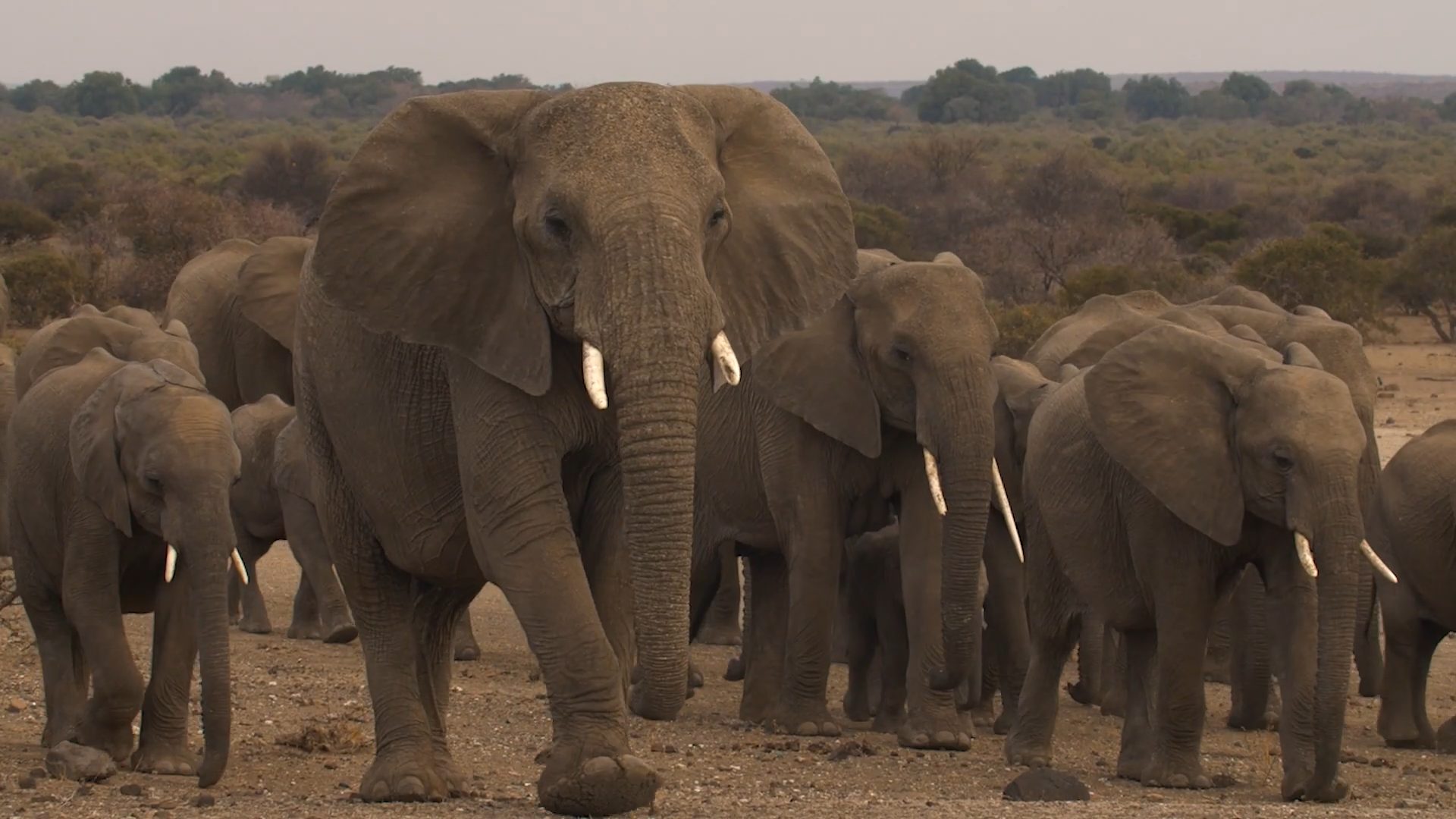 Mashatu Game Reserve- The Four Unique Camps