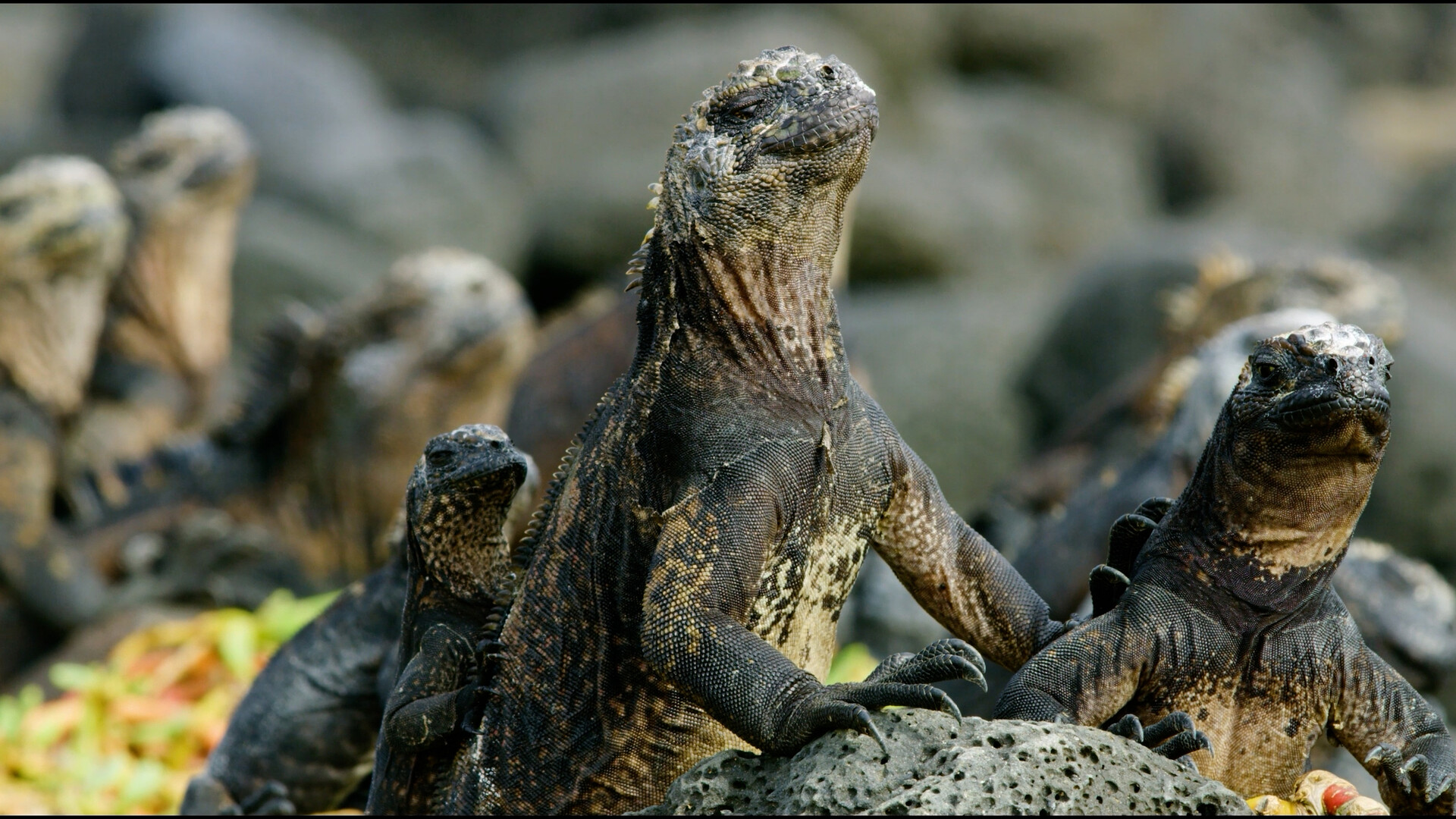 Extraordinary Voyages Galapagos